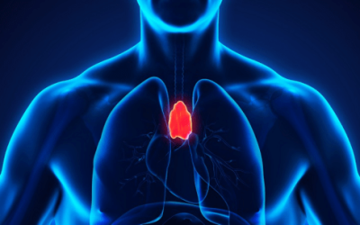 L&rsquo;importance du thymus
